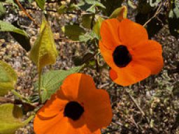 Thunbergia alata