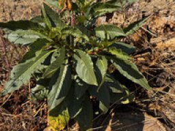 Amaranth